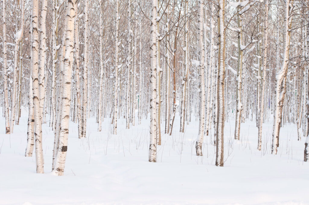 Birches in a snowfield — full design