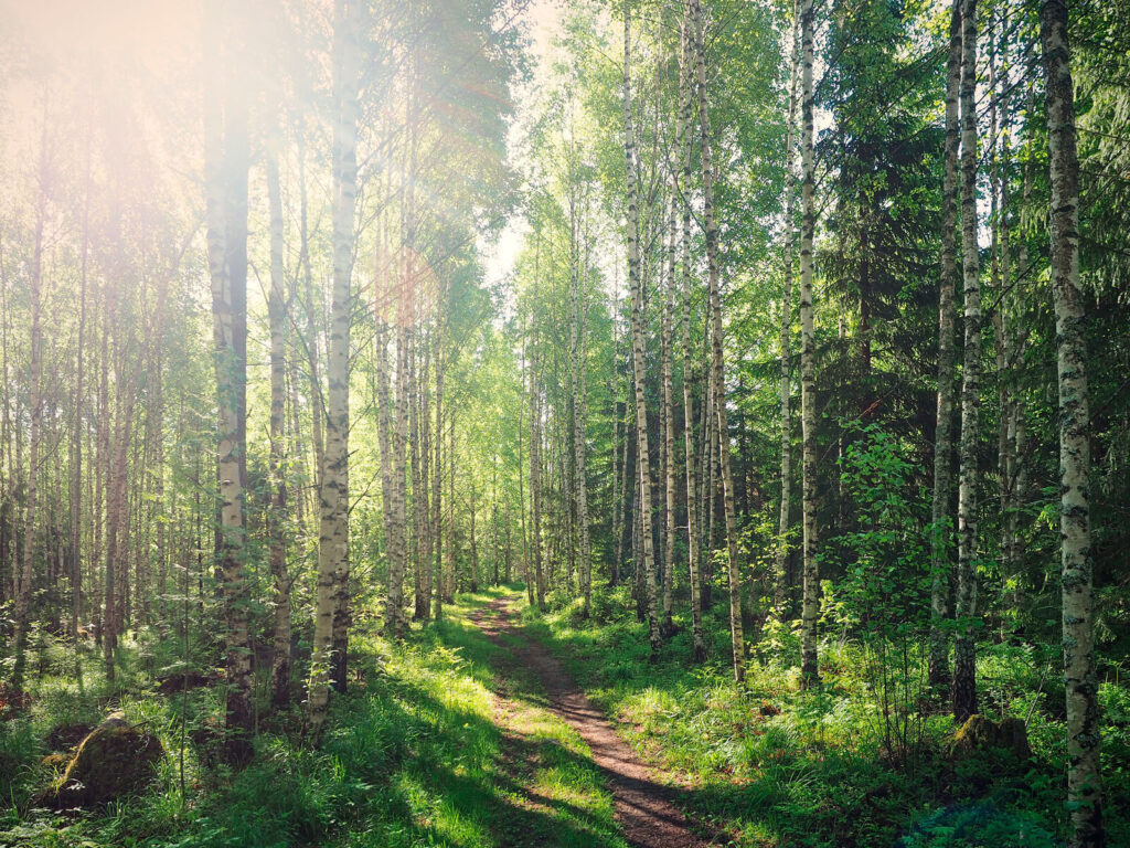 Sunlit green forest path — full design