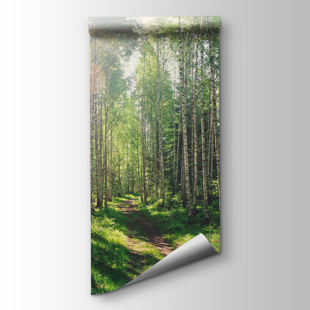 Sunlit green forest path — product view