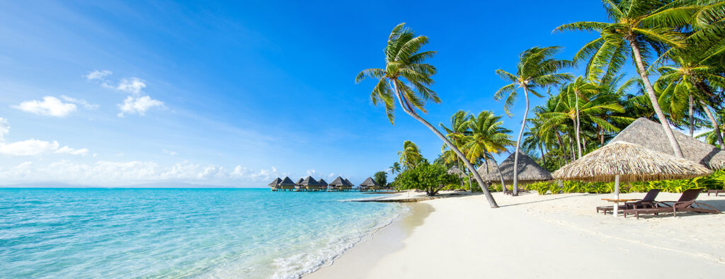 Tropical palm beach — full design