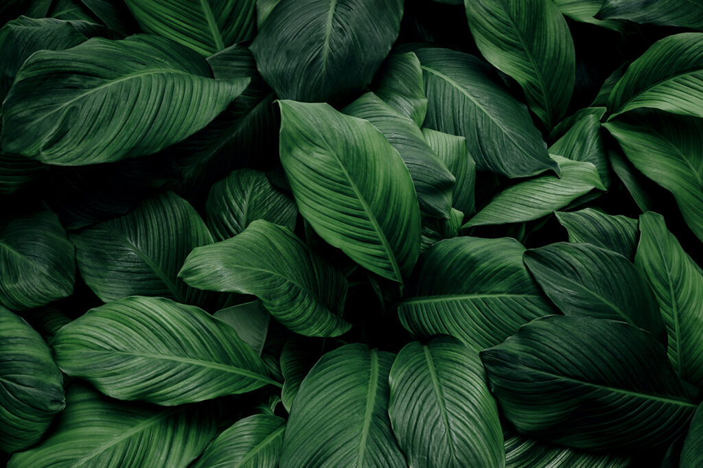 Leafy Embrace — full design
