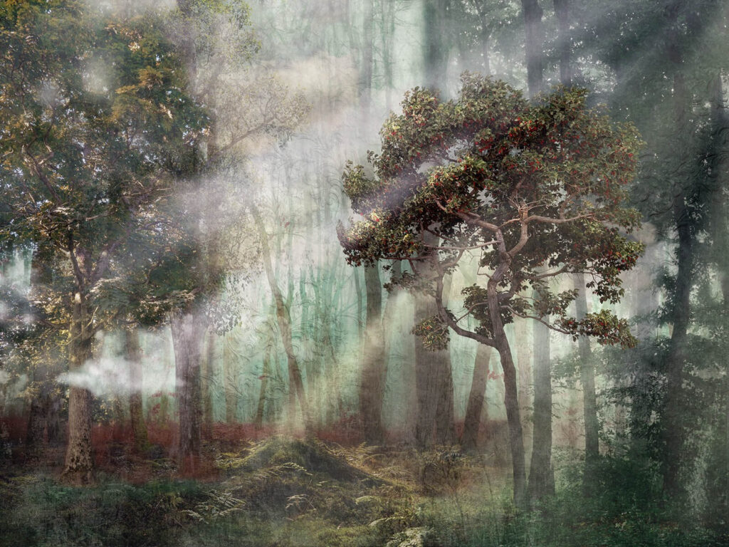 Light rays in woodland — full design