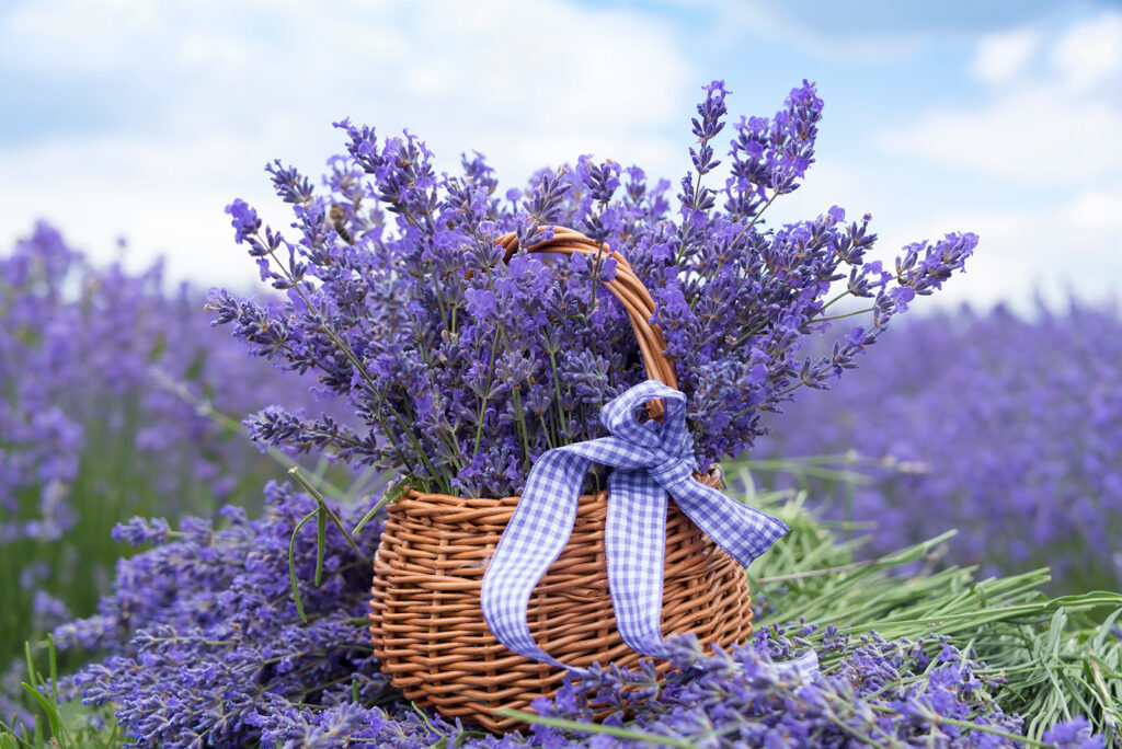 Lavender in wicker basket — full design