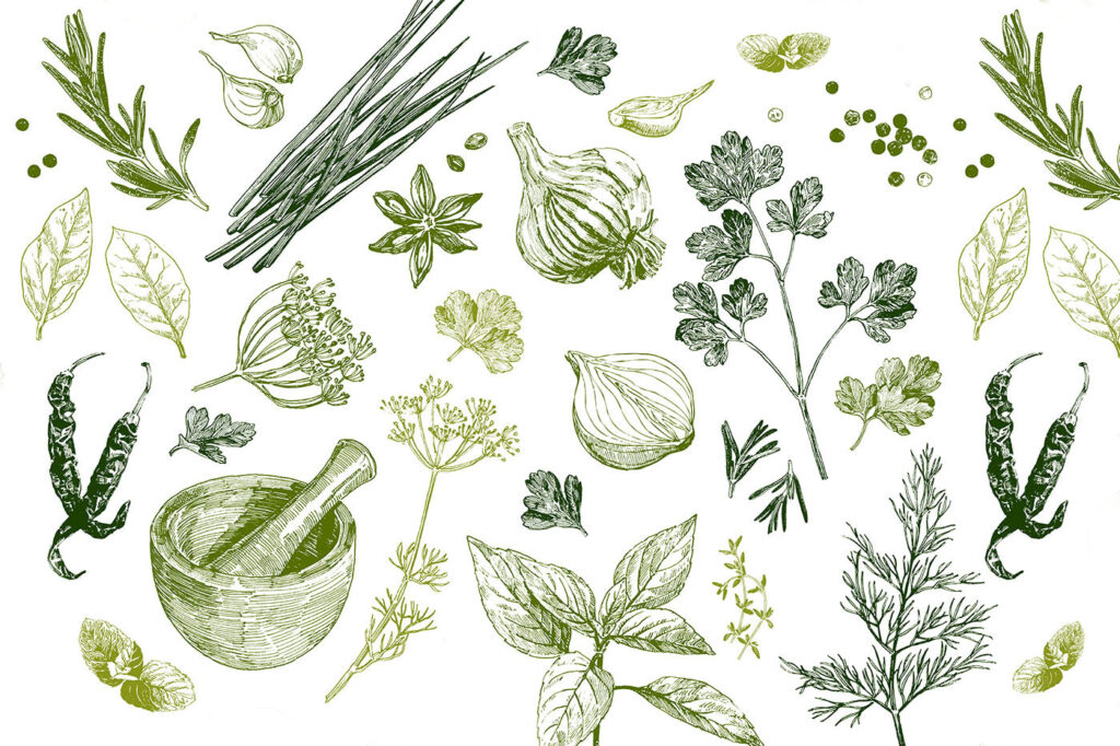 Herbs in line drawing — full design
