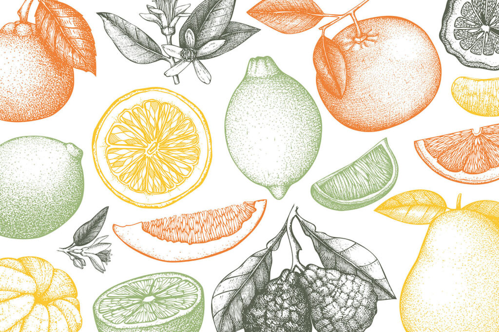 Citrus fruit line drawing — full design