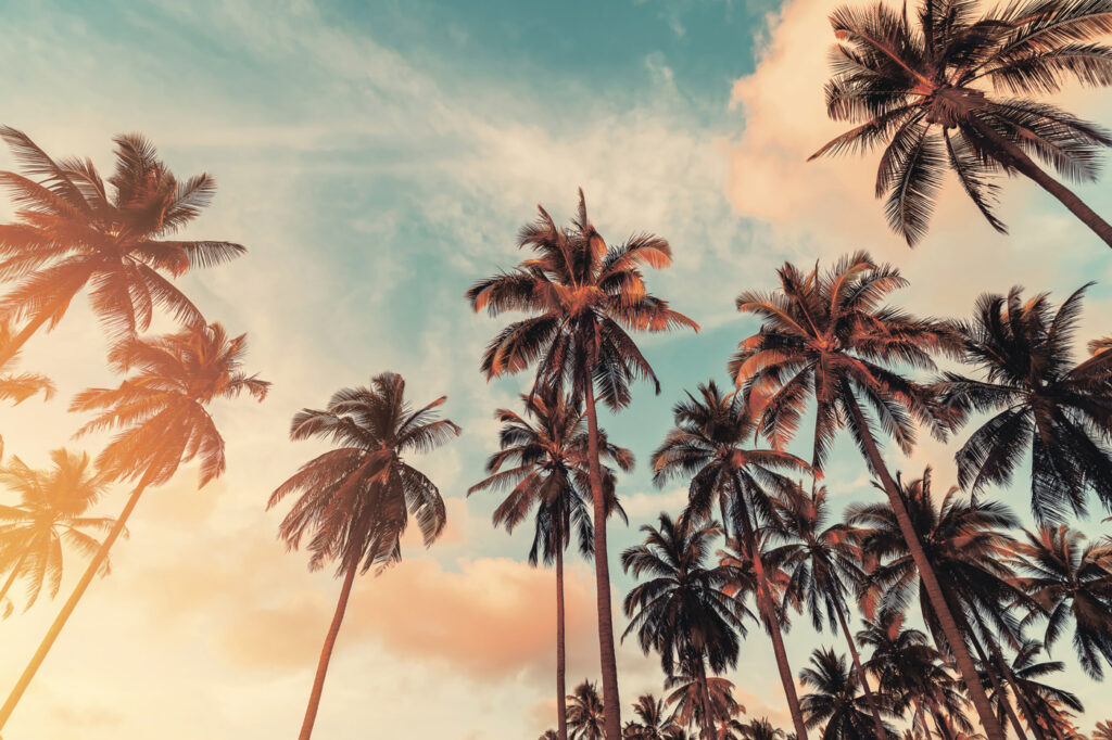 Palms against evening sky — full design