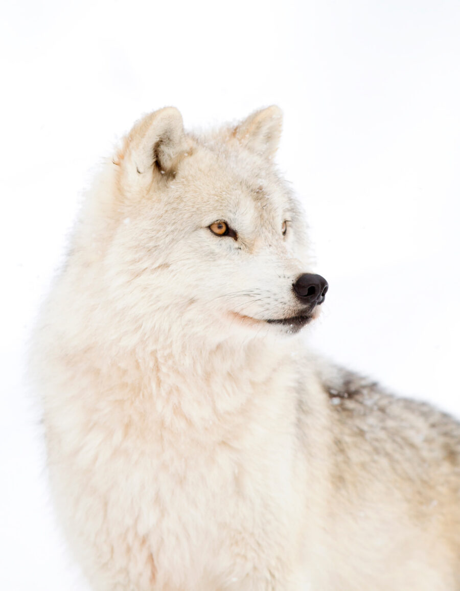 White wolf up close — full design