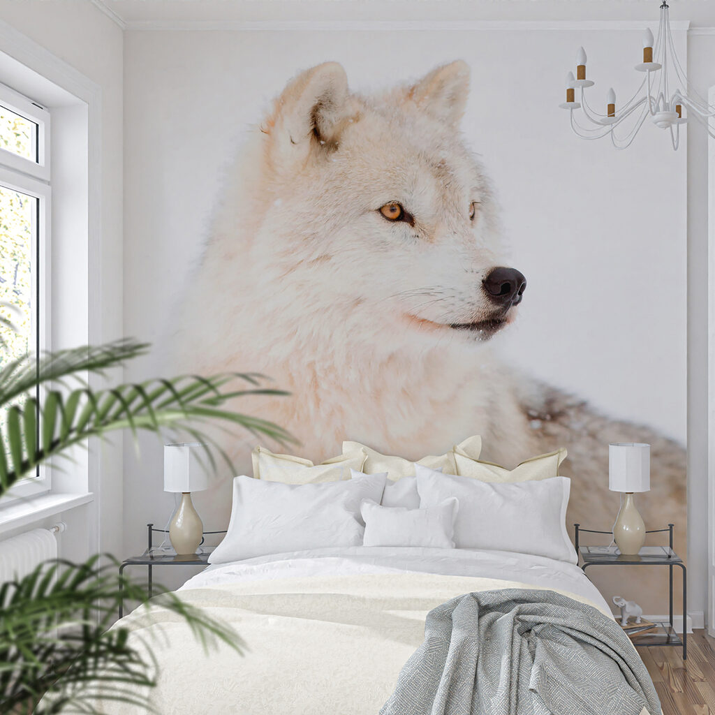White wolf up close — interior 4