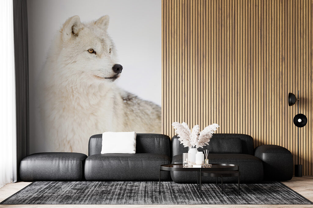 White wolf up close — interior 5