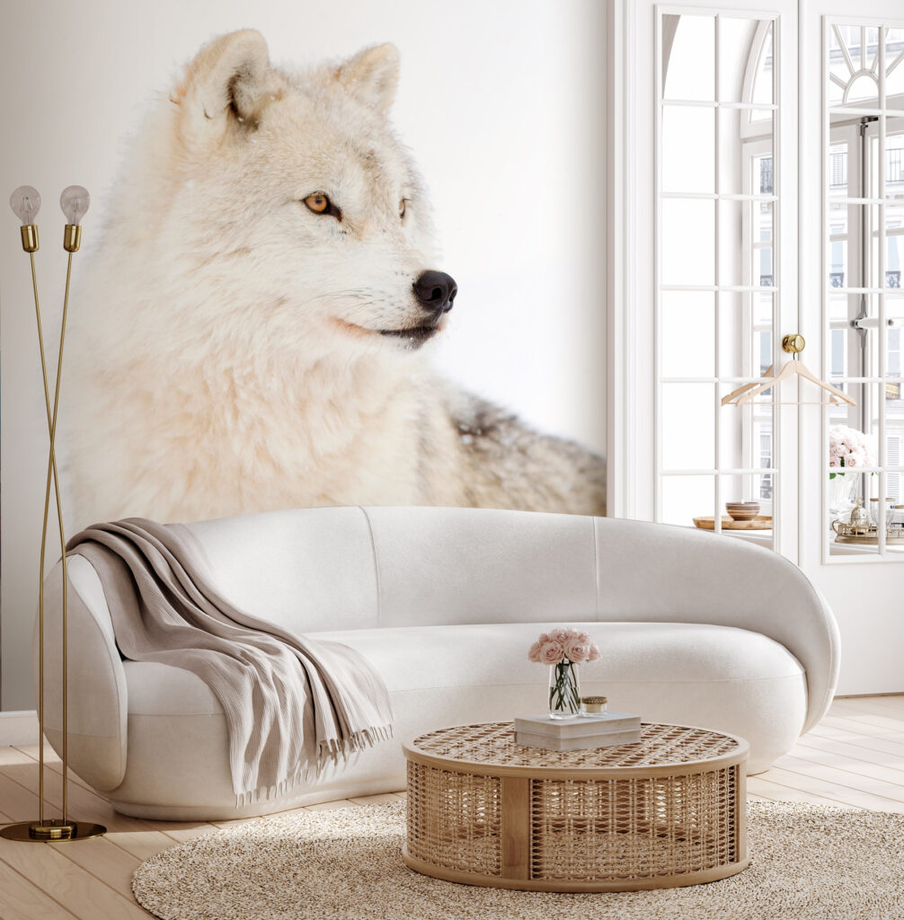 White wolf up close — interior 2
