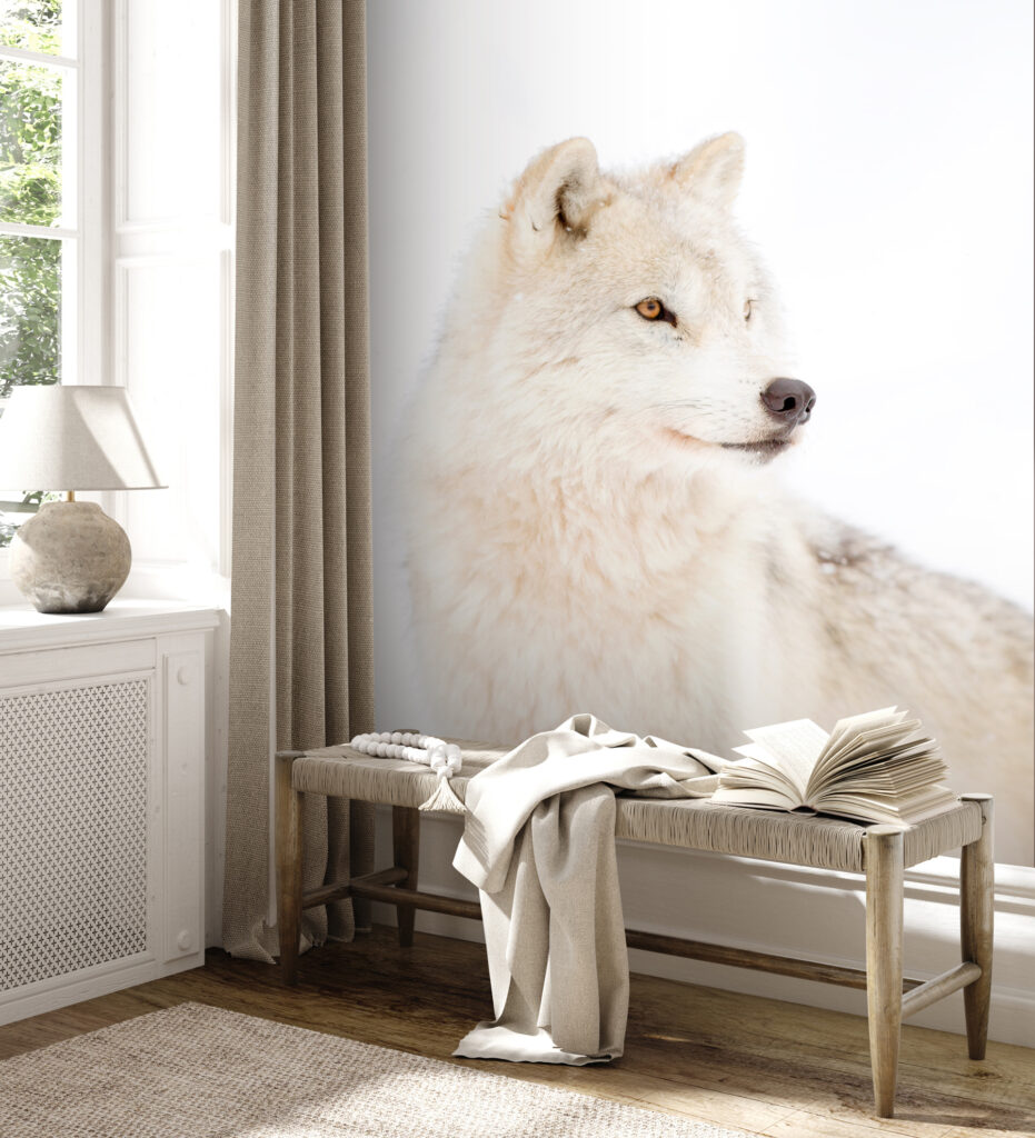 White wolf up close — interior 3