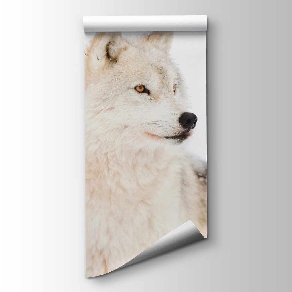 White wolf up close — product view