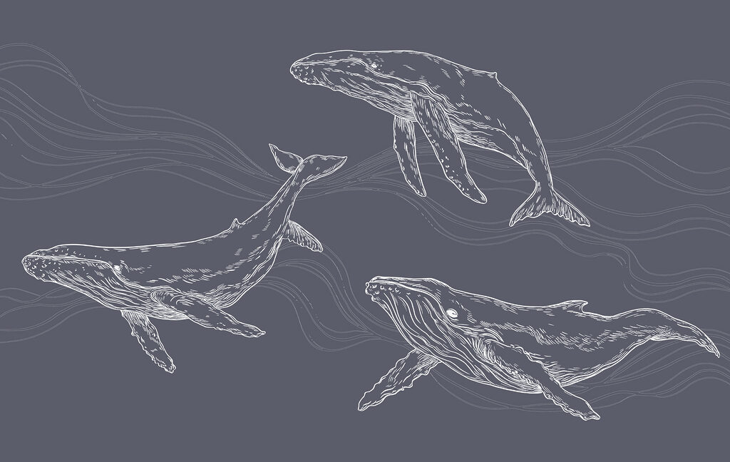 Whales in Fine Lines — full design