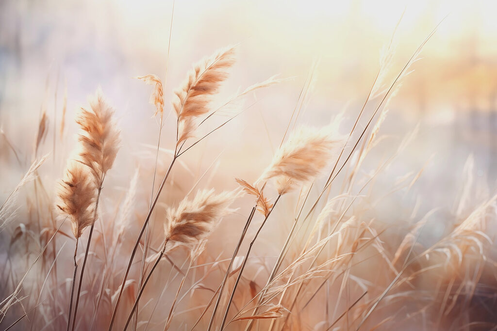 Grass plumes in backlight — full design