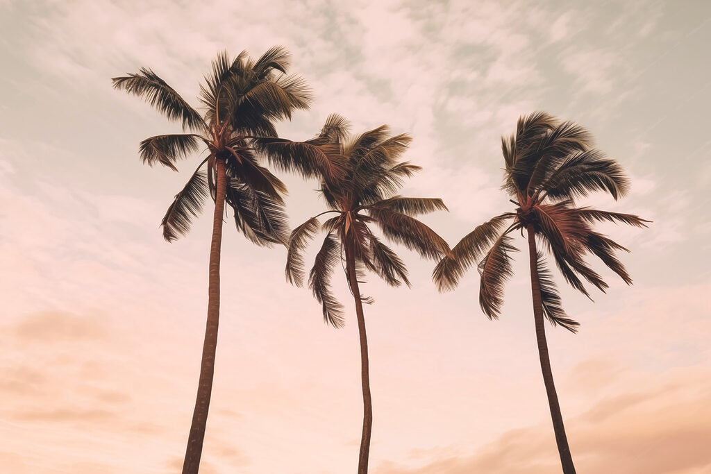 Three palms, pink sky — full design