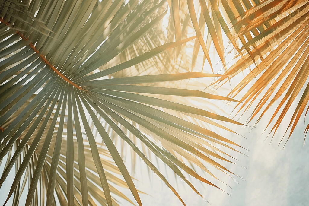 Sunlight through palm fans — full design