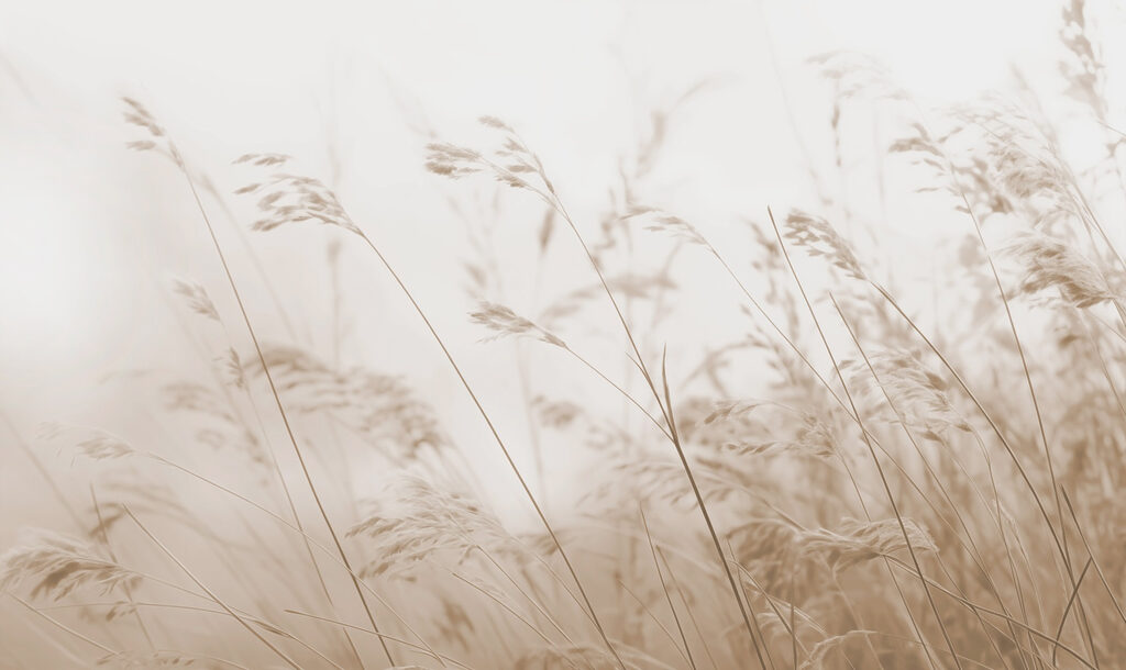 Quiet Meadow Stems — full design
