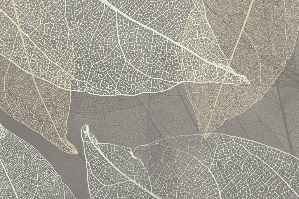 Leaf Vein Study — full design