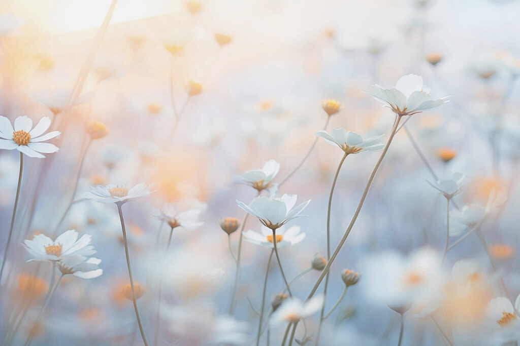 White flowers in pastel — full design