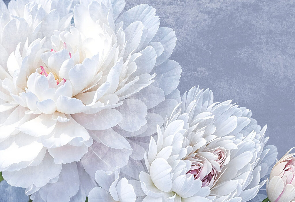 White peonies on lavender — full design