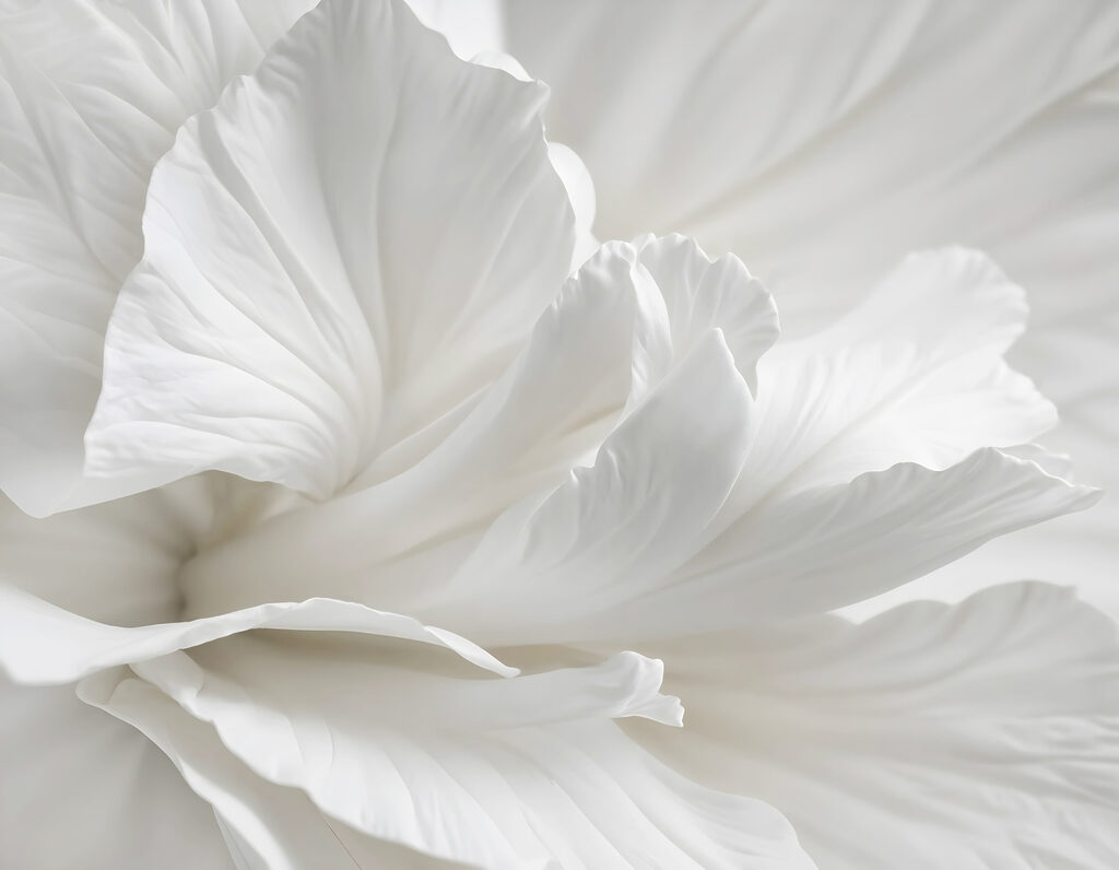 Close-up white flower — full design