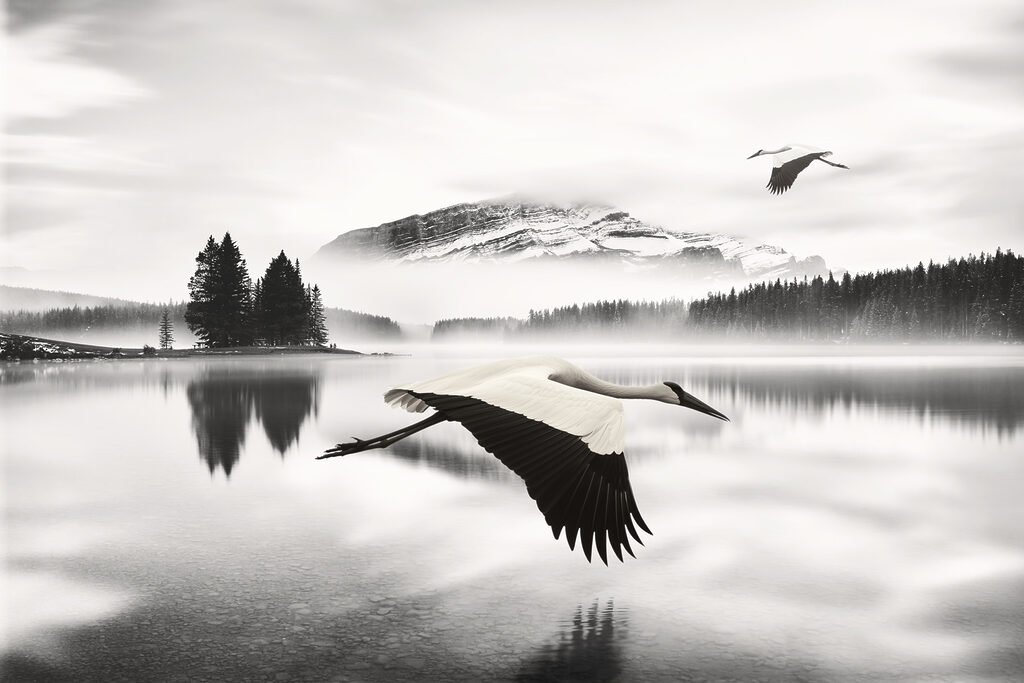Waterbirds, black and white — full design